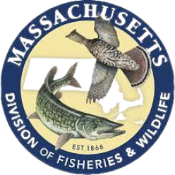 Massachusetts Division of Fisheries & Wildlife logo illustration, how much does a MA hunting license cost concept. 
