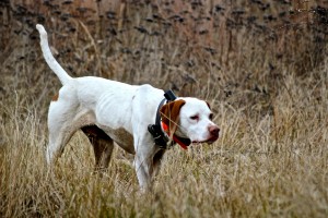 Hunting dog