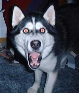 Photo Credit: http://www.becuo.com