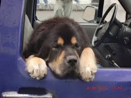 Photo Credit: http://www.tripadvisor.com