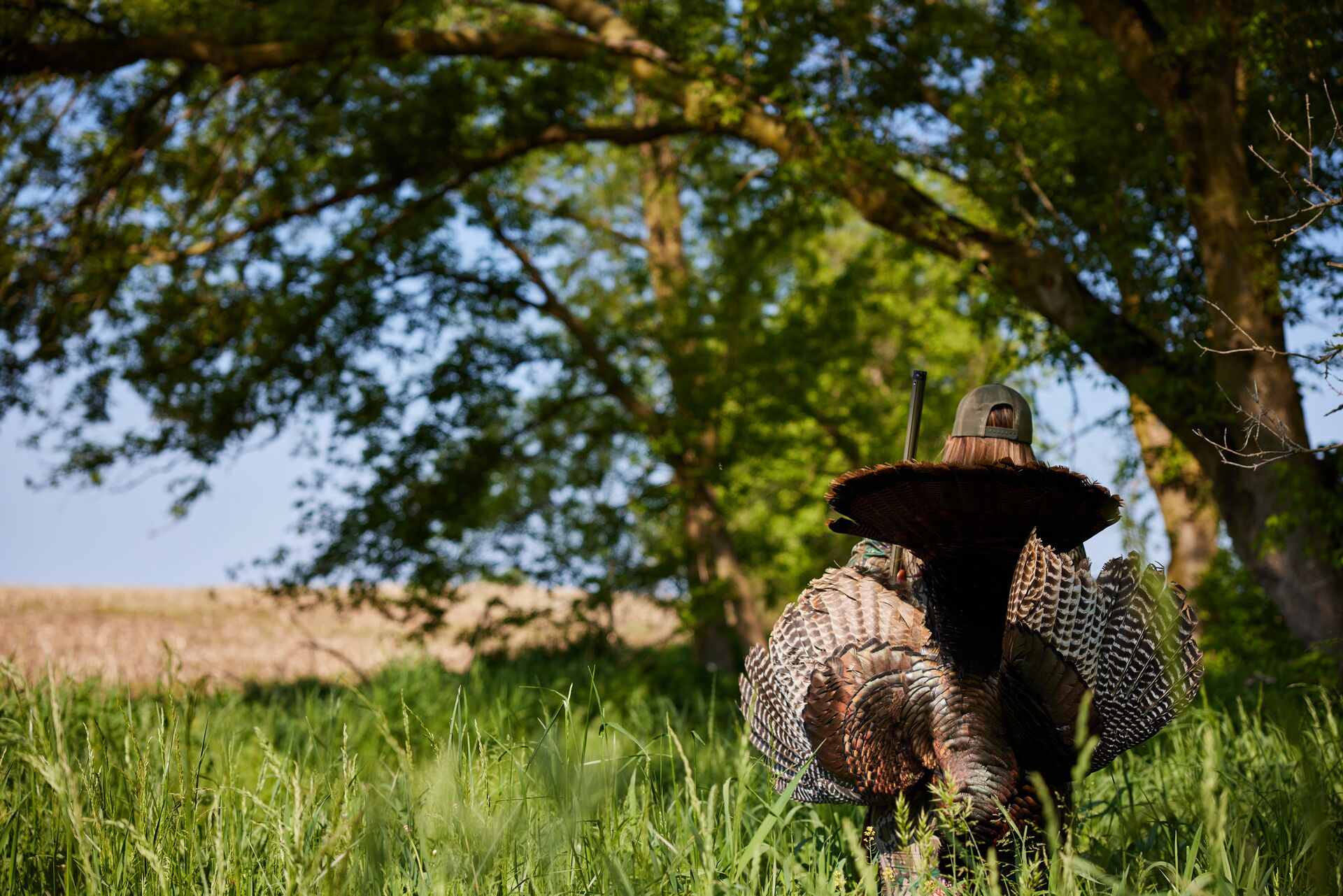 Back view of female hunter carrying turkey on her back, get a WI hunting license concept.
