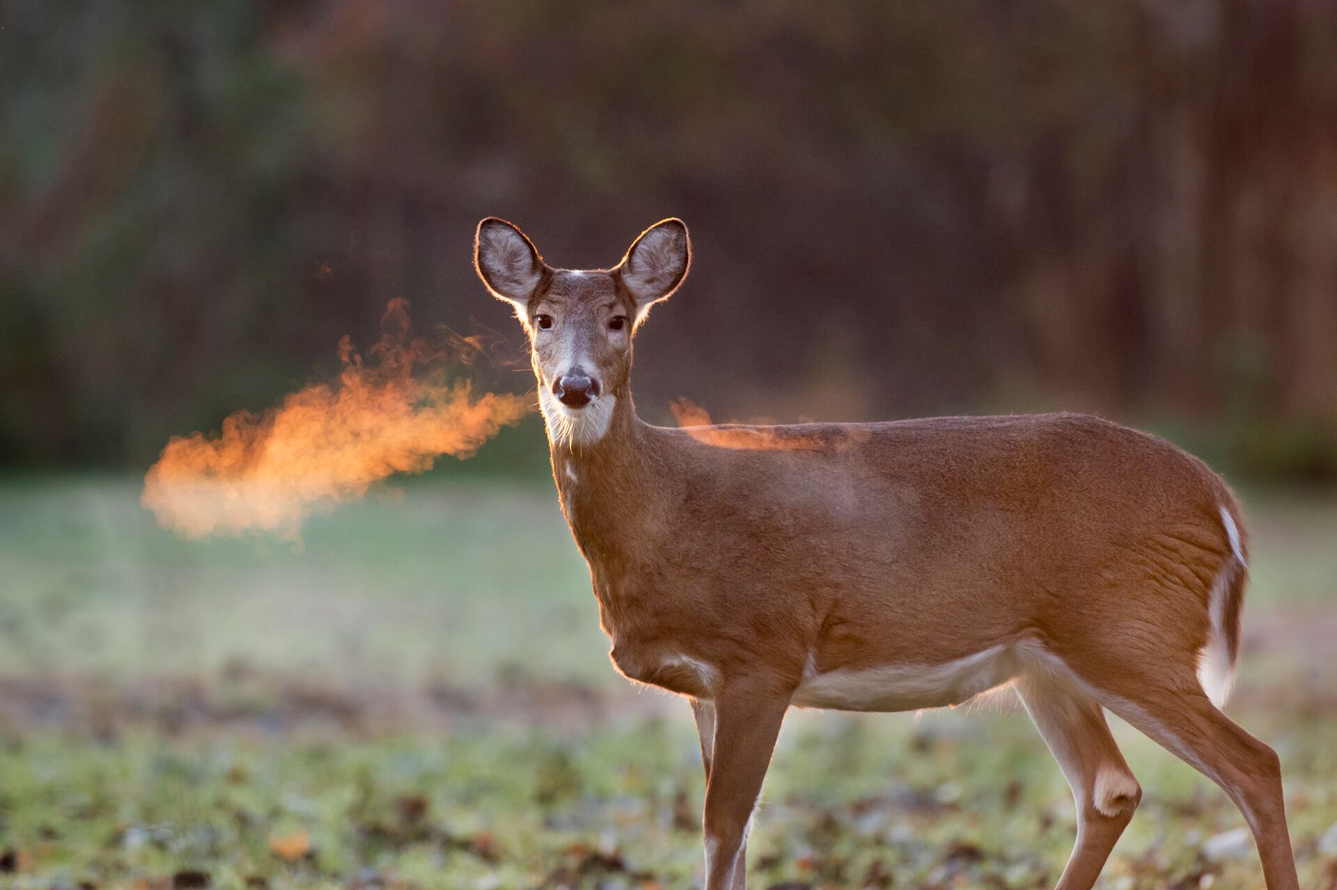 Doe antlerless deer in a field, get a Wisconsin hunting license concept.