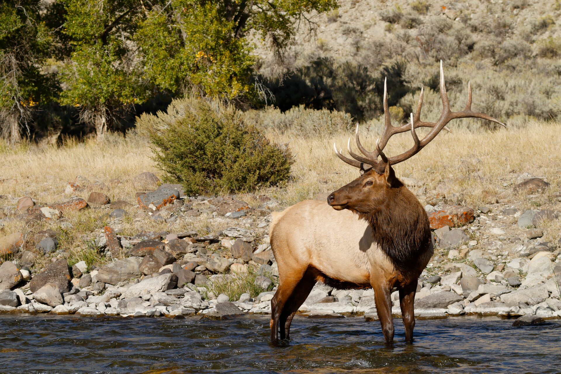 Bull elk stands in water, hunting in Nevada concept. 