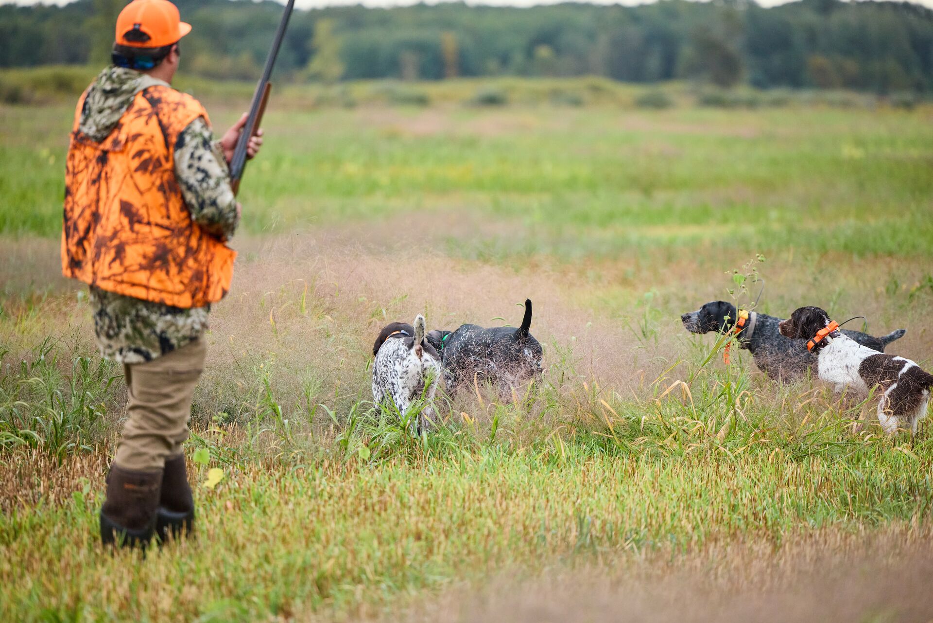 Hunter in blaze orange with dogs in field for upland hunt, hunt in Nevada concept. 