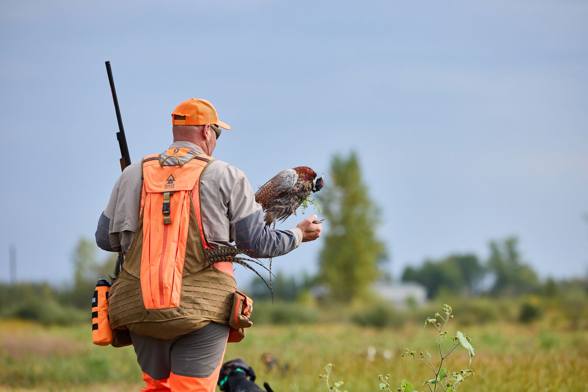 Hunter in orange with shotgun and pheasant during hunt, Georgia hunter education concept.
