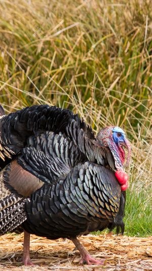 Close-up of a turkey in the field, turkey hunting concept.