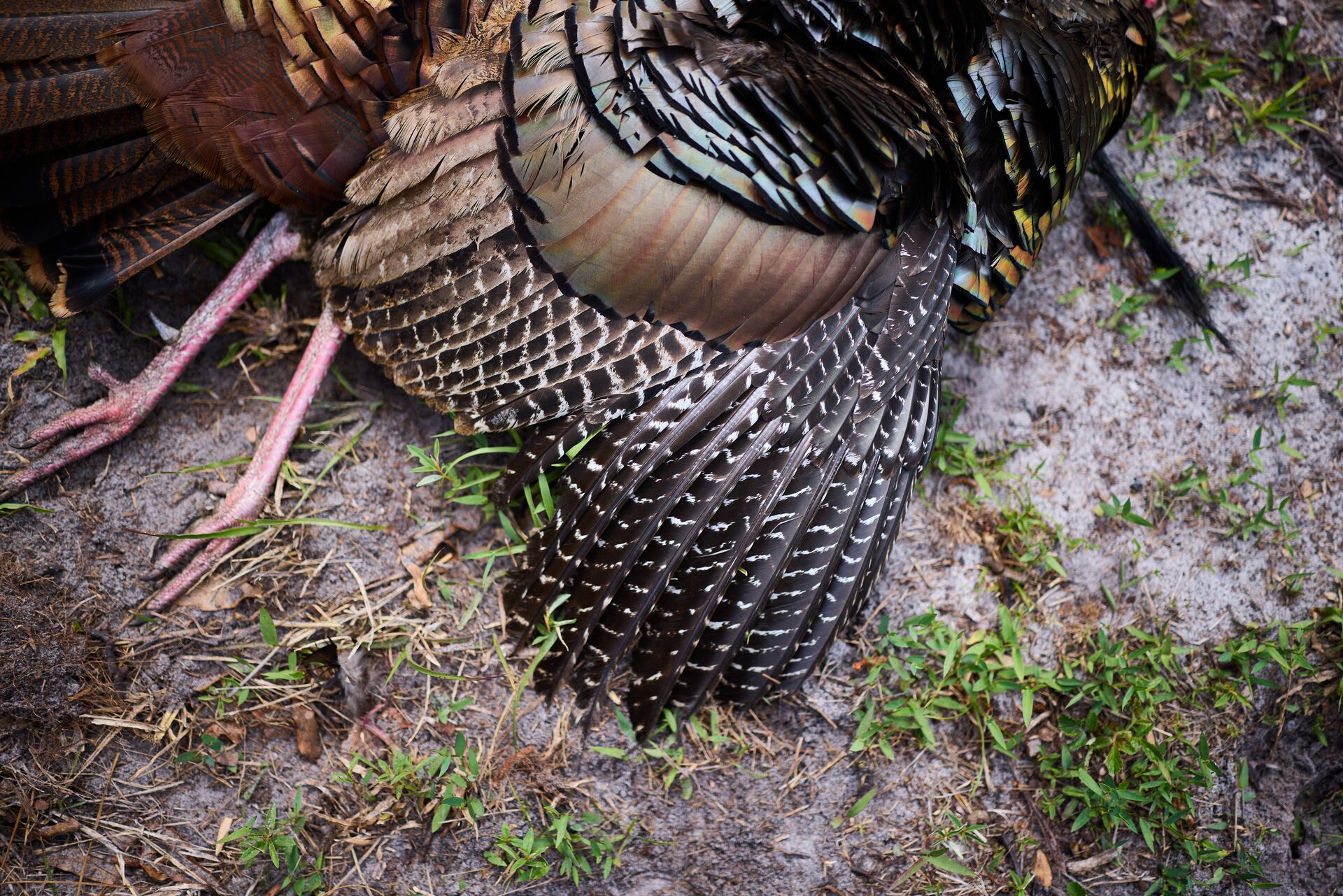 Turkey on the ground with fanned feathers after hunt, safe turkey hunting concept. 