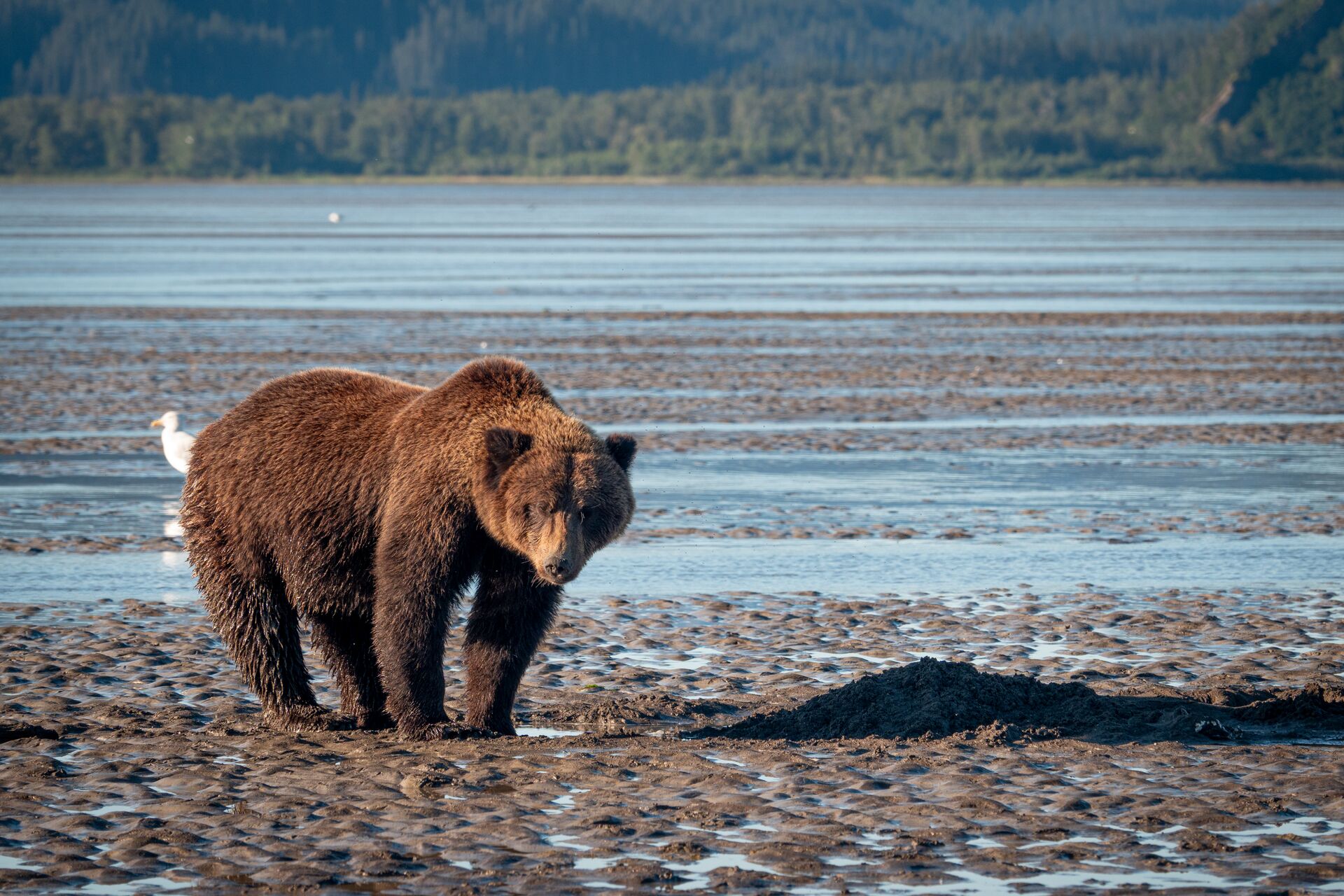 Big bear near the water, is my hunting license valid in another state concept.