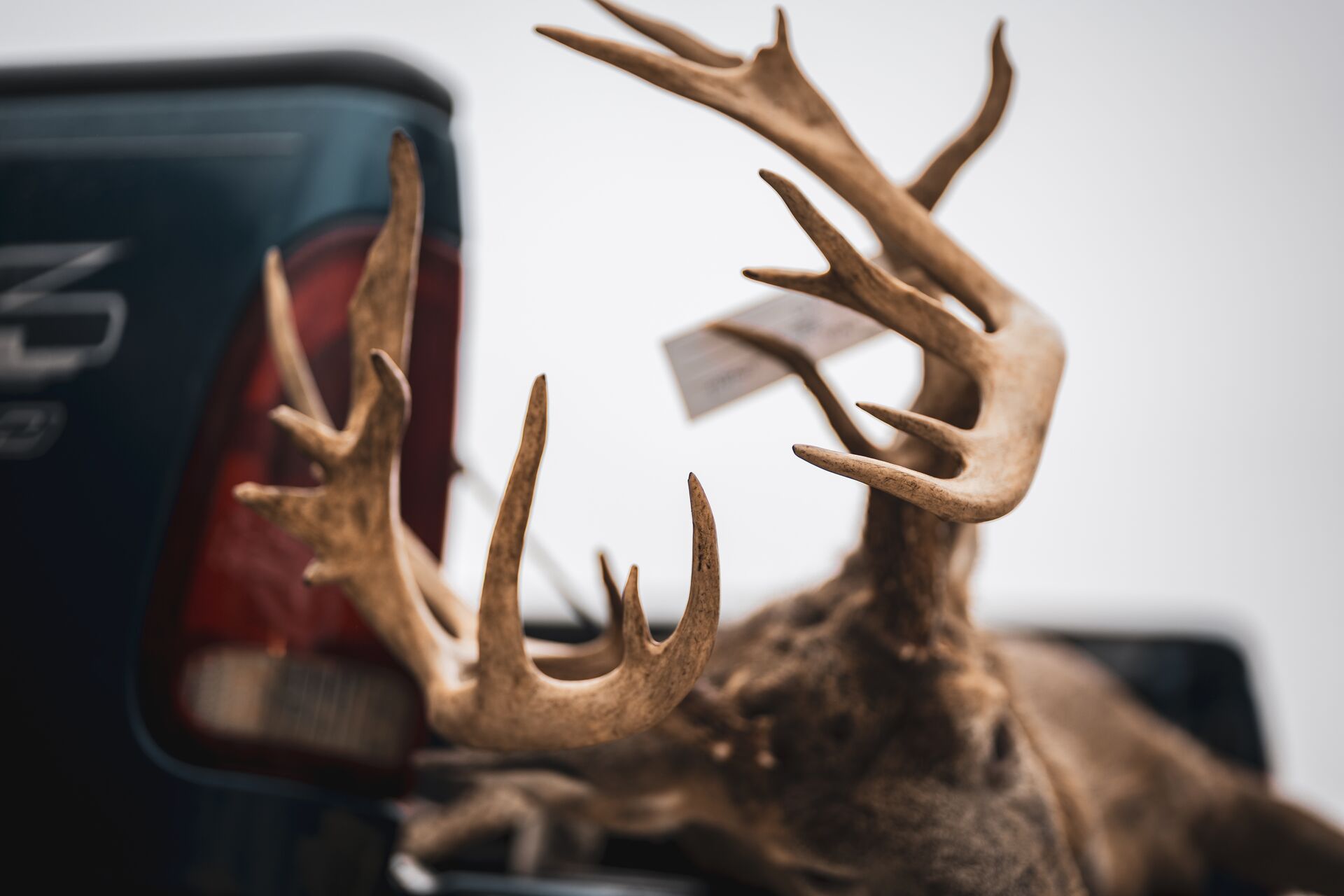 Close-up of tagged buck antlers, is my hunting license valid in another state concept.