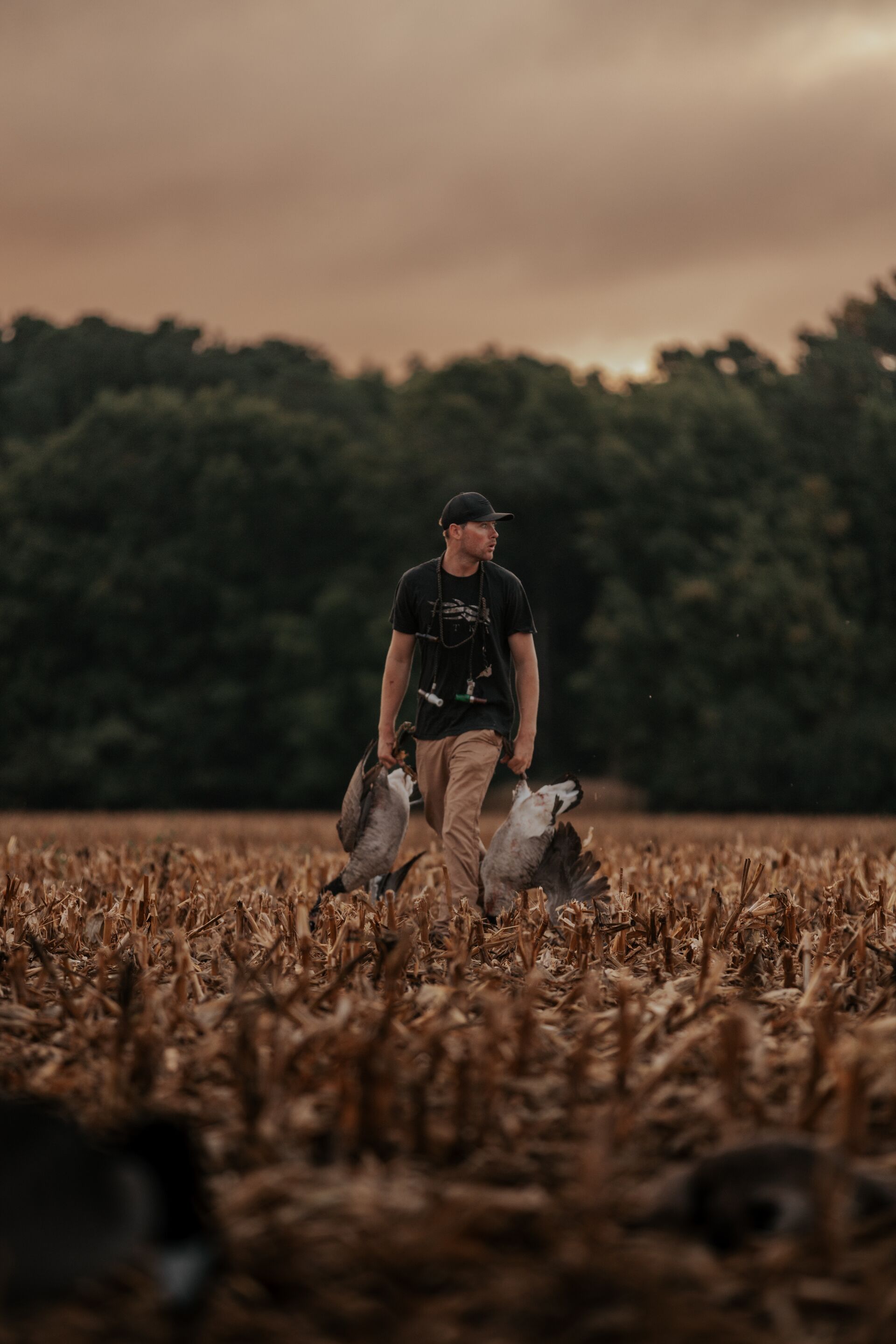 Hunter carries geese in field, hunting license reciprocity concept.