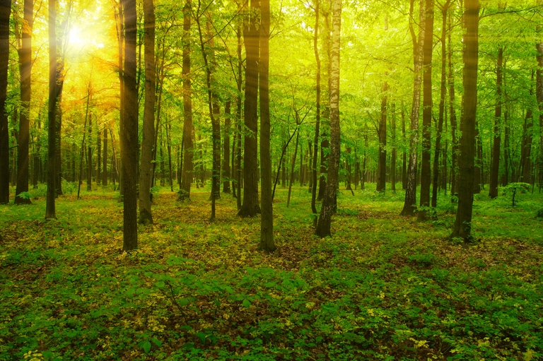 A forest of trees, tree stand safety concept. 