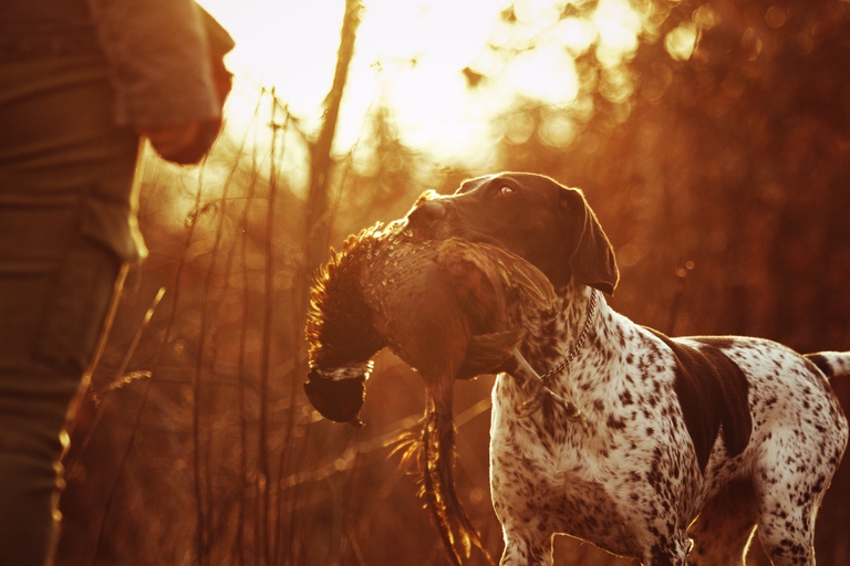 A hunting dog brings a waterfowl to a hunter. 