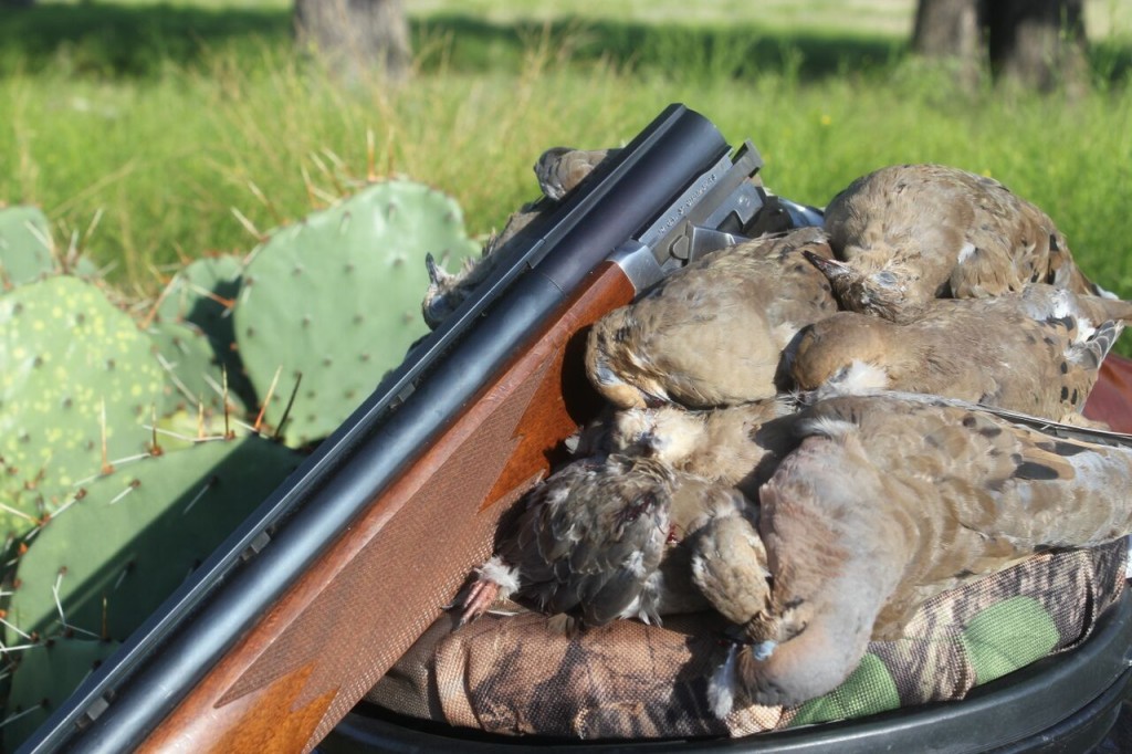 A shotgun on a bunch of harvested doves, hunting for wild game recipes concept. 