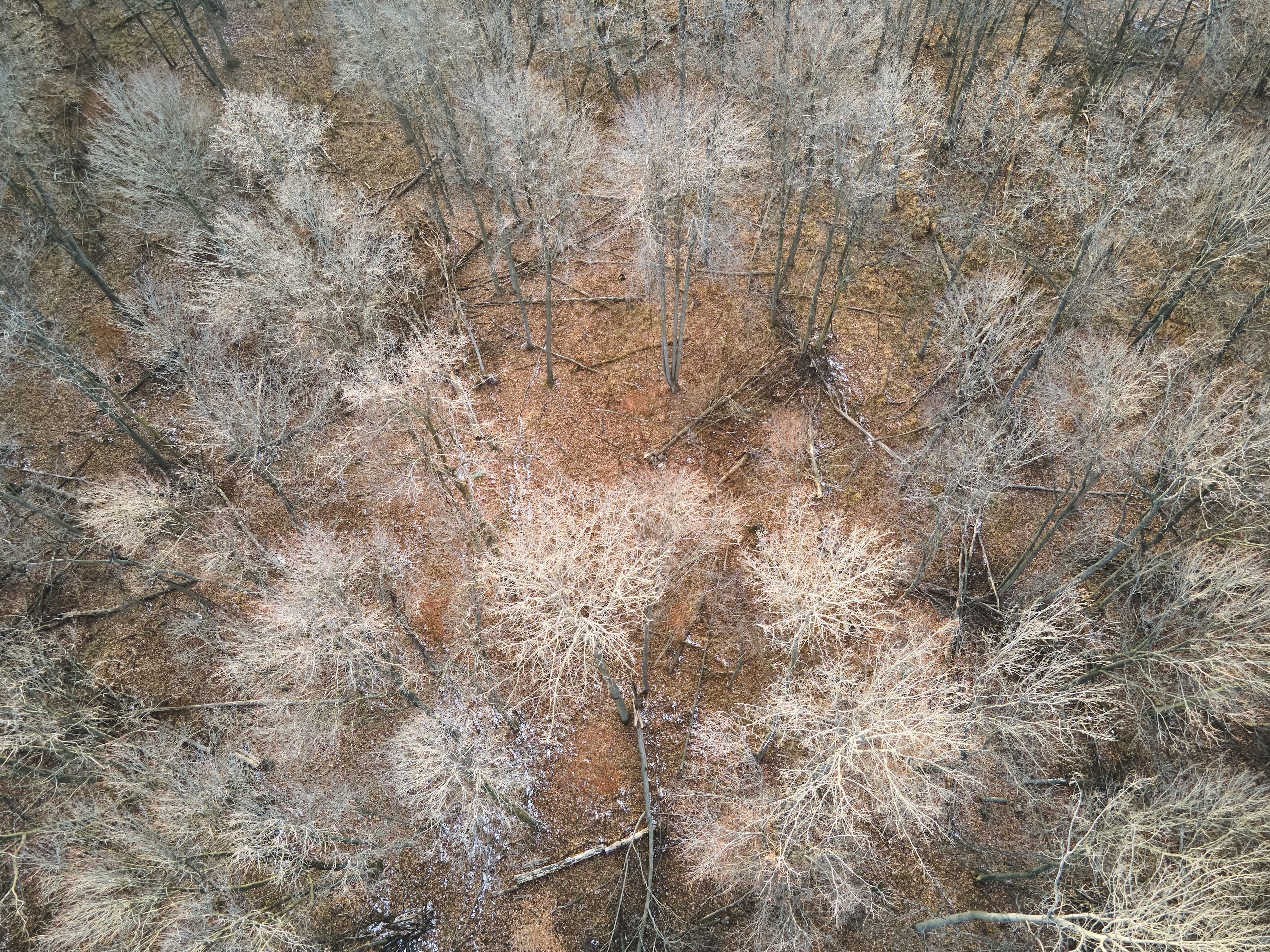 Overhead look at trees, hunt from tree stands concept. 