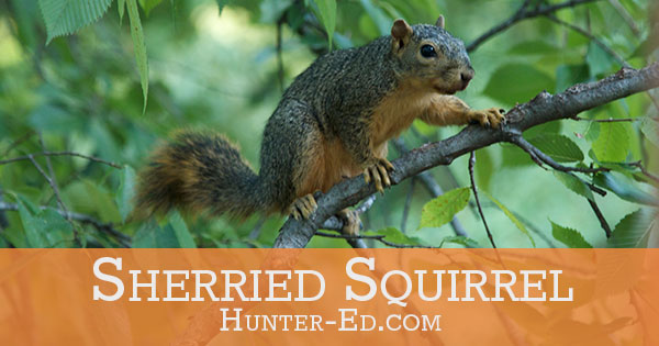 Graphic with a squirrel and text Sherried Squirrel, wild game recipes concept.