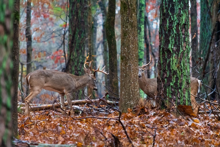 Whitetail deer in the trees, stay safe in a tree stand concept. 