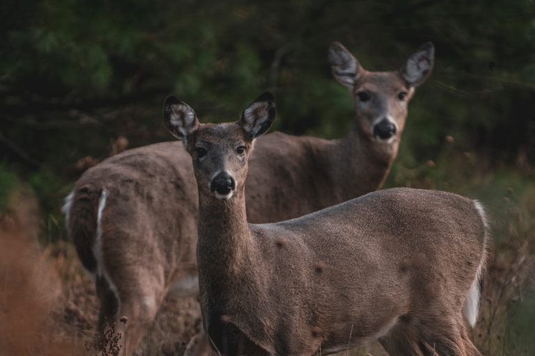 Two deer in the field, hunter safety in numbers concept. 