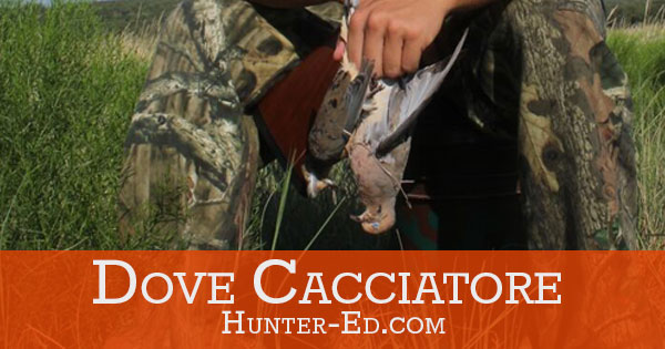 Image of a dove with text Dove Cacciatore, wild game recipes concept. 