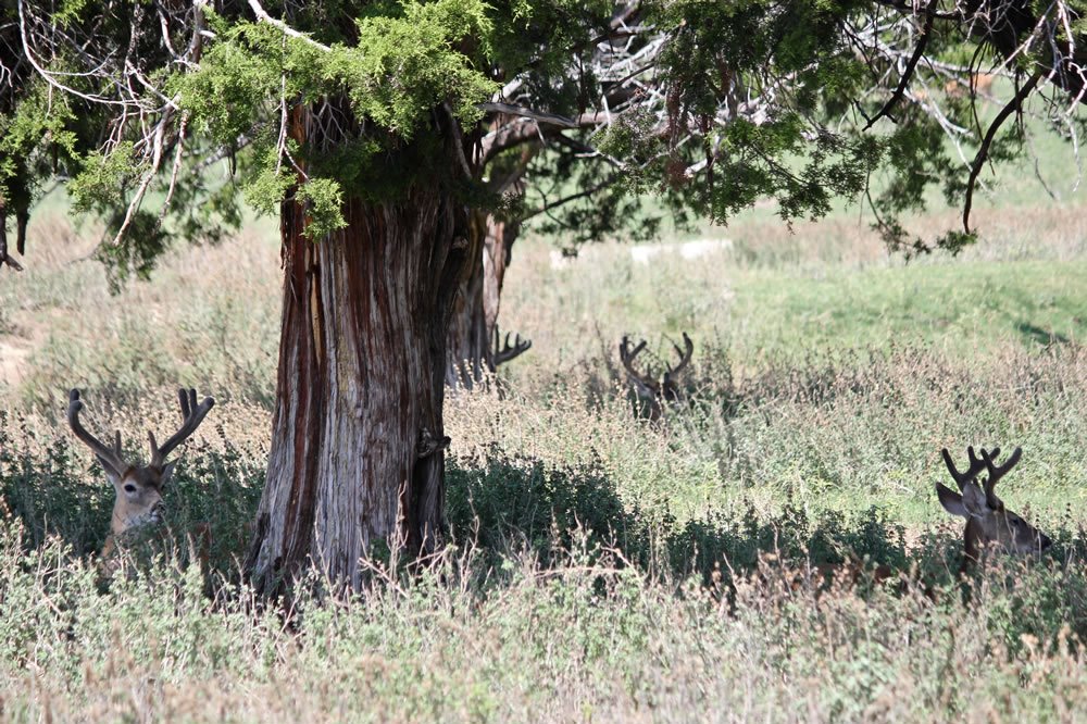 Deer laying under a tree, what to do when animals attack concept. 