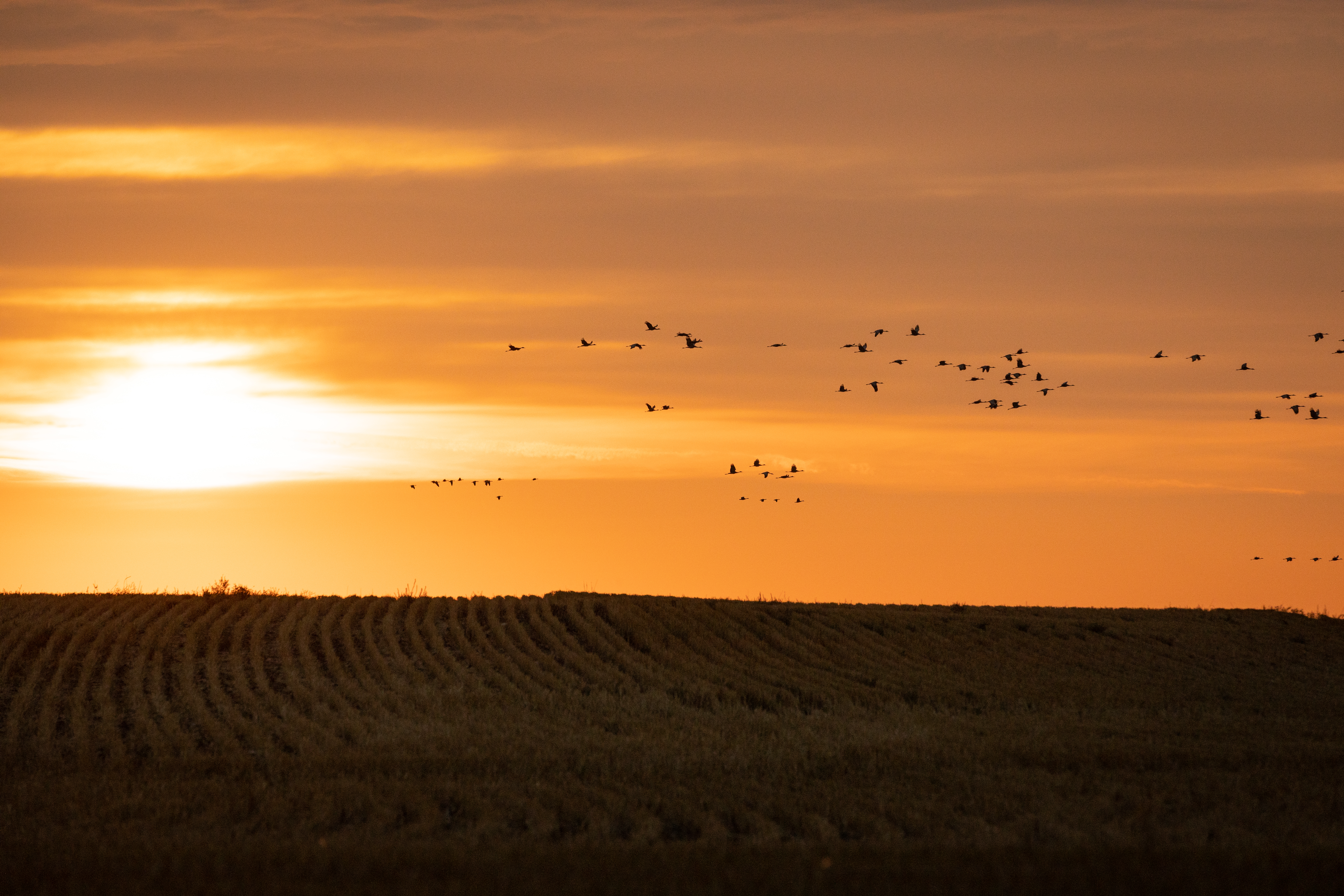 Silhouette of a flock of birds in flight, wild game recipes concept. 