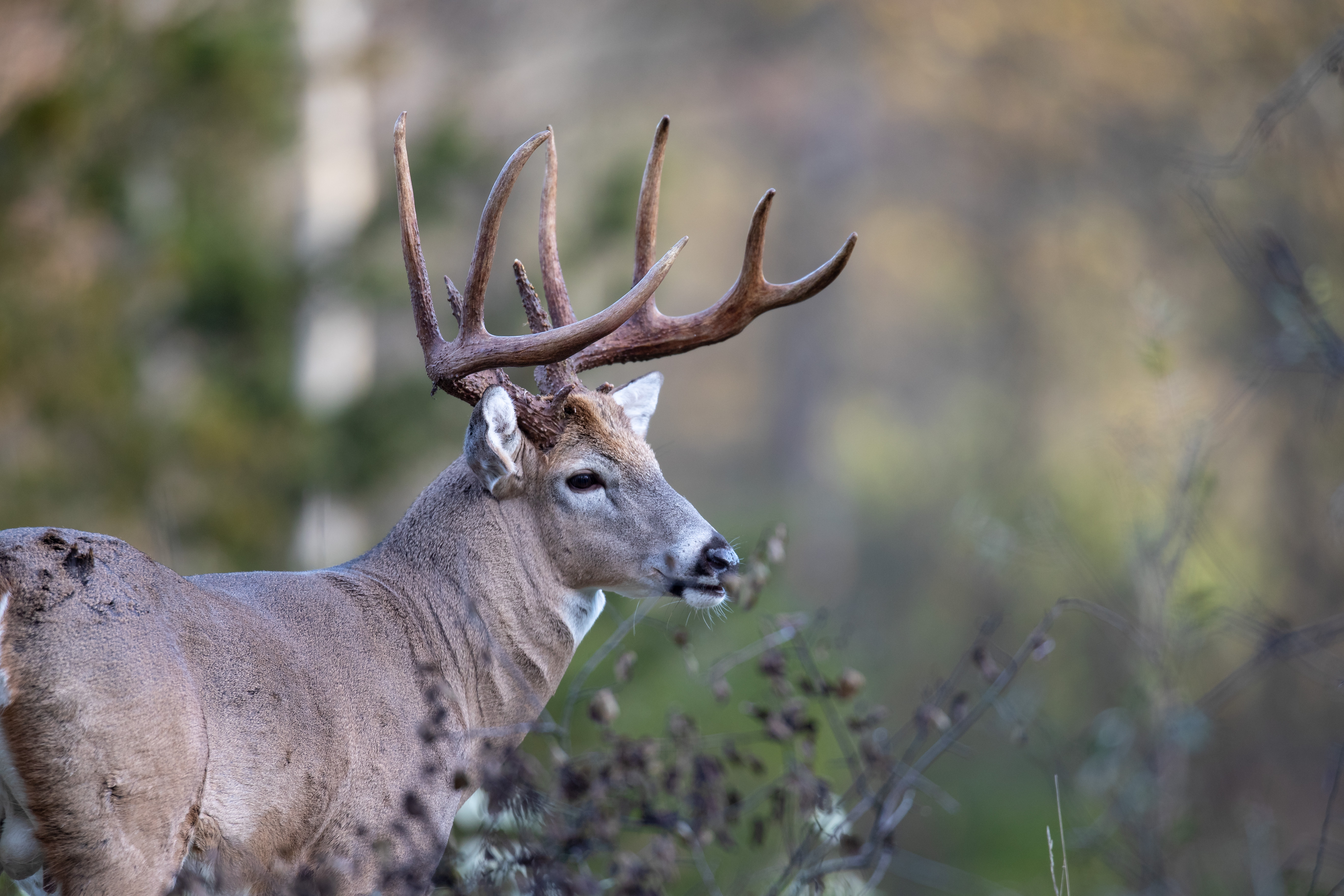 Close-up of a deer in the field, hunter safety education before a hunt concept.