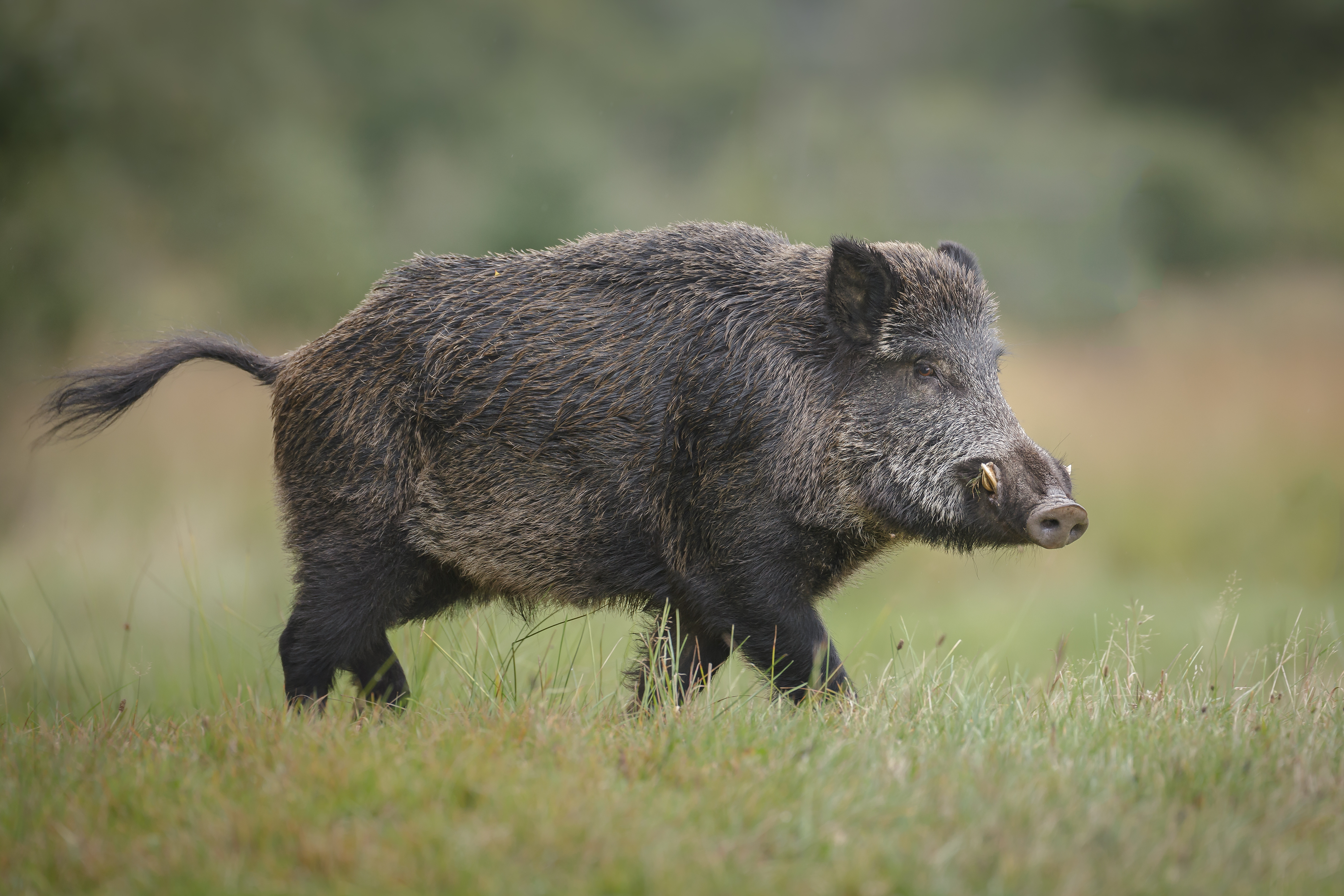 Close-up of a wild boar in a field, wild game recipes concept. 