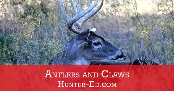 Photo of a deer with text Recipe Antlers and Claws, wild game recipes concept. 